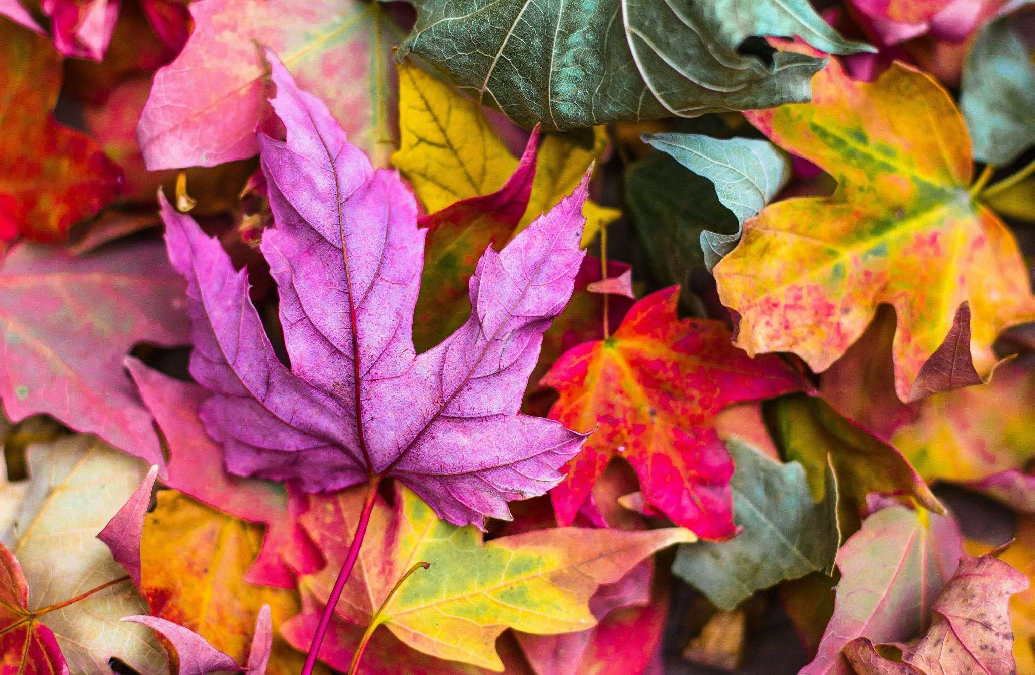 视频关键帧的实际应用场景