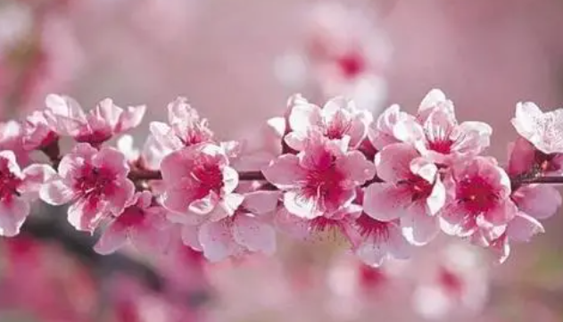 春节的由来-春节的含义