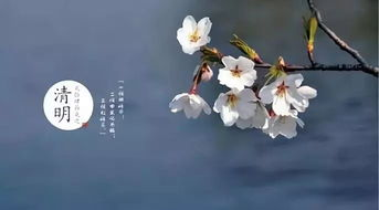 清明节是哪一天-清明封面