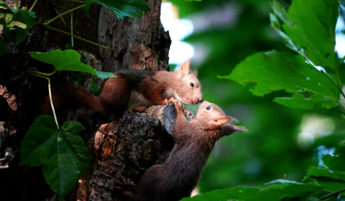 特写镜头-运用合适光线