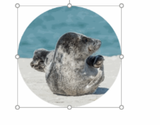 步骤四：圆形图片