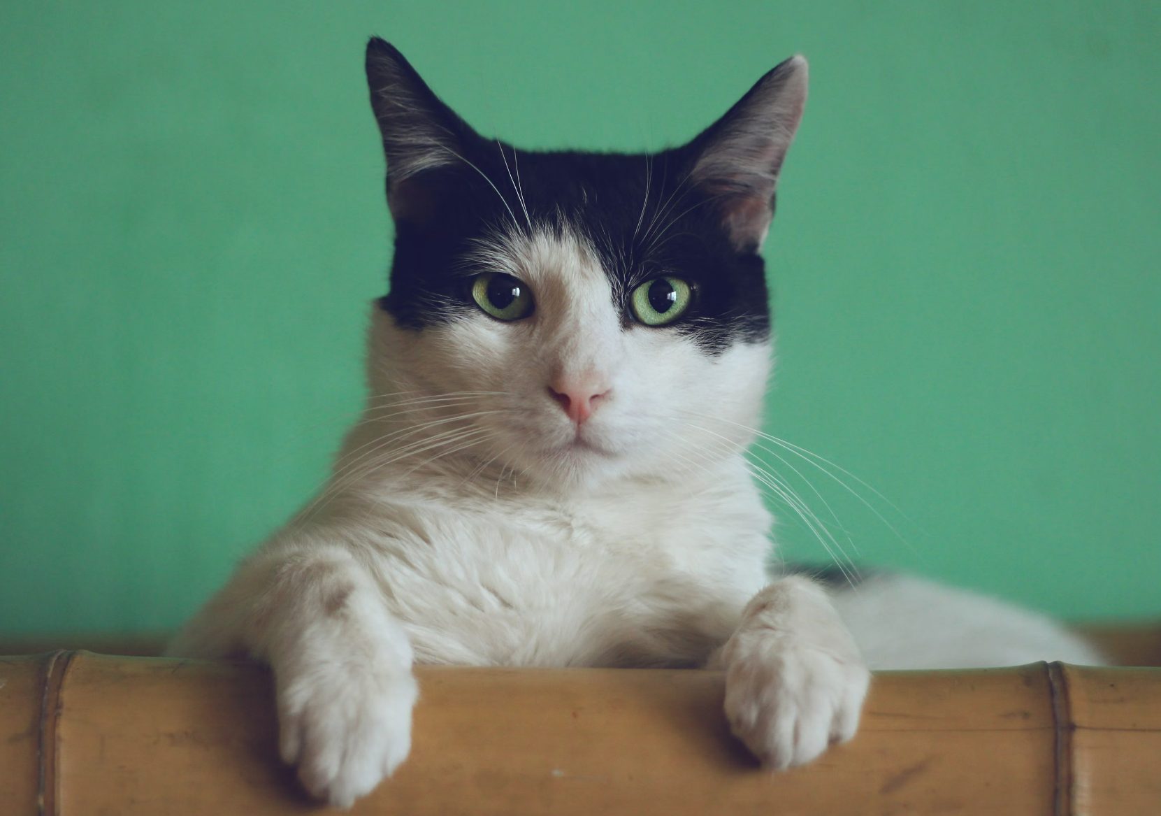 动物萌宠视频风格