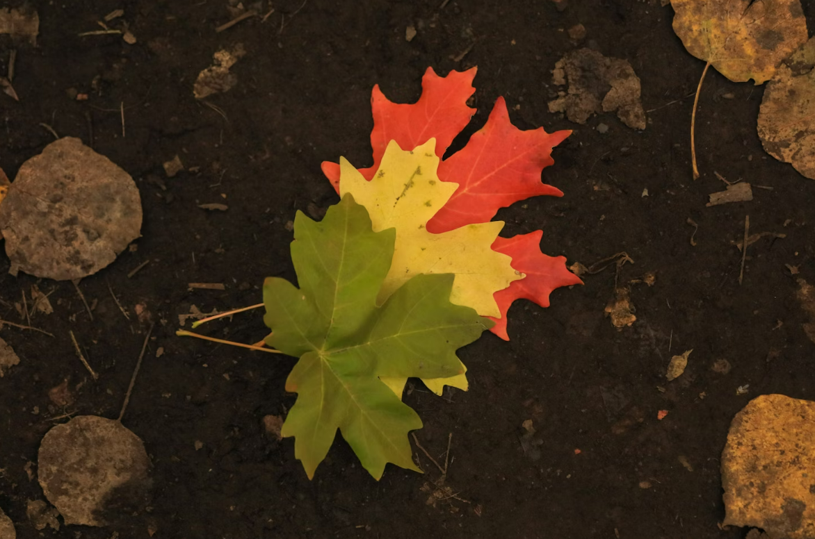 PPT动画和转场效果